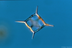Silicoflagellaten – Dictyochales