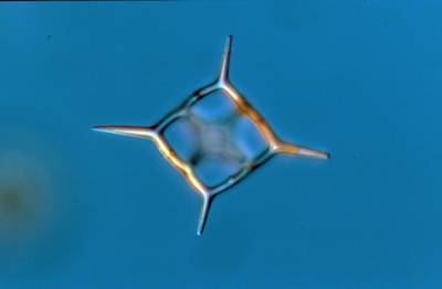 Silicoflagellaten – Dictyochales Dictyocha crux