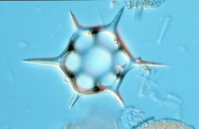 Silicoflagellaten – Dictyochales Dictyocha speculum