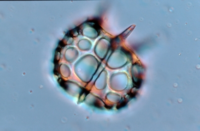 Silicoflagellaten – Dictyochales Cannopilus