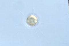 Stepanod. / Cyclot.?