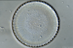 Stephanodiscus