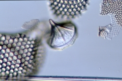 Stephanogonia