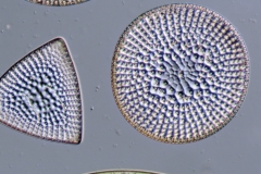 Stictodiscus