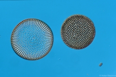 Stictodiscus  / Coscinodiscus