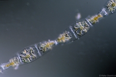 Streptotheca