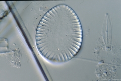 Surirella