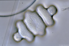 Terpsinoe
