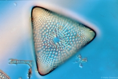 Triceratium
