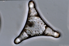 Trinacria