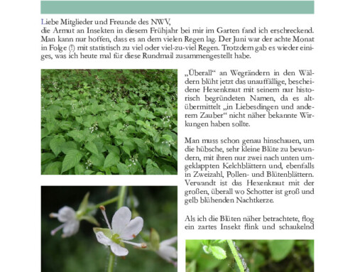 Niemitz’ Natur Newsletter 1/2025