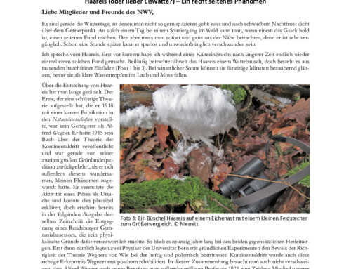 Niemitz’ Natur Newsletter 1/2026