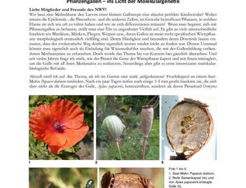 Niemitz’ Natur Newsletter 2/2025