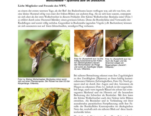 Niemitz’ Natur Newsletter 3/2025
