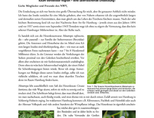 Niemitz’ Natur Newsletter 4/2025