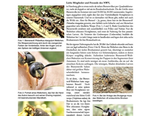 Niemitz’ Natur Newsletter 2/2026