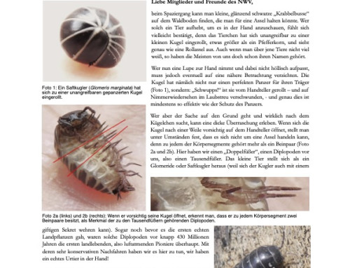 Niemitz’ Natur Newsletter 3/2026