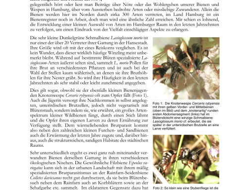 Niemitz’ Natur Newsletter 4/2026